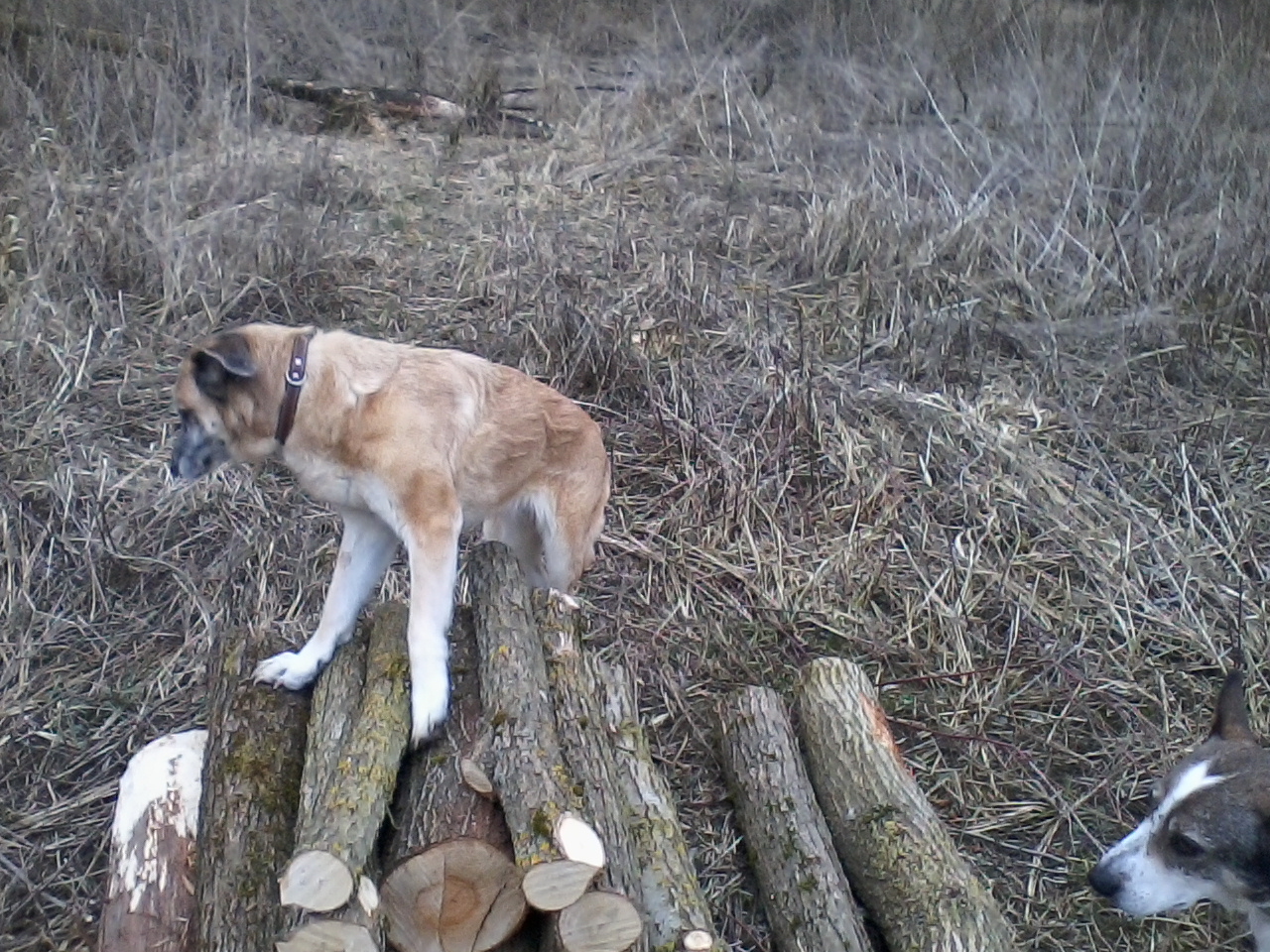 Ein wenig wackelig.jpg (1280 x 960)